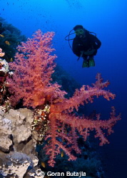 mighty elphinstone reef by Goran Butajla 